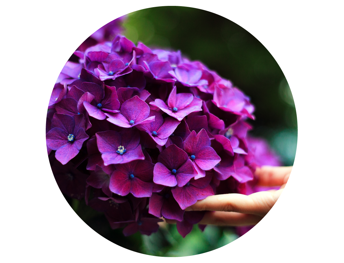 Picture of Singing Tree Garden Hydrangeas